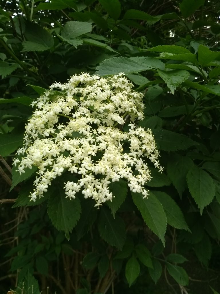 Vlierbloesemsiroop